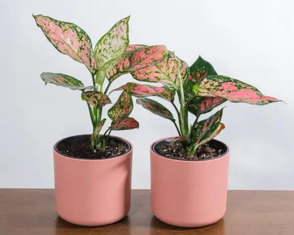 Dwa urocze aglaonema kwiaty w różowych doniczkach, z liśćmi w odcieniach zieleni i różu, stoją na drewnianym blacie.