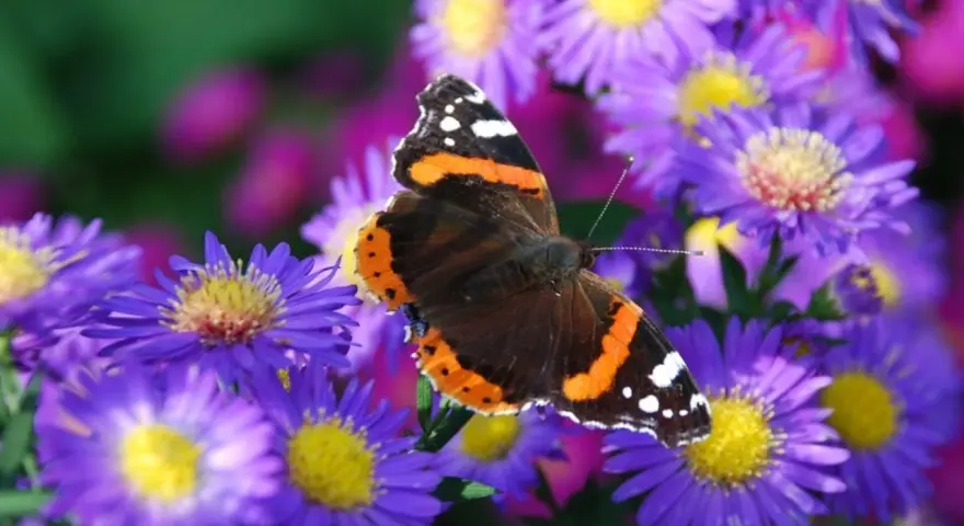 Motyl admirał na fioletowych marcinkach.
