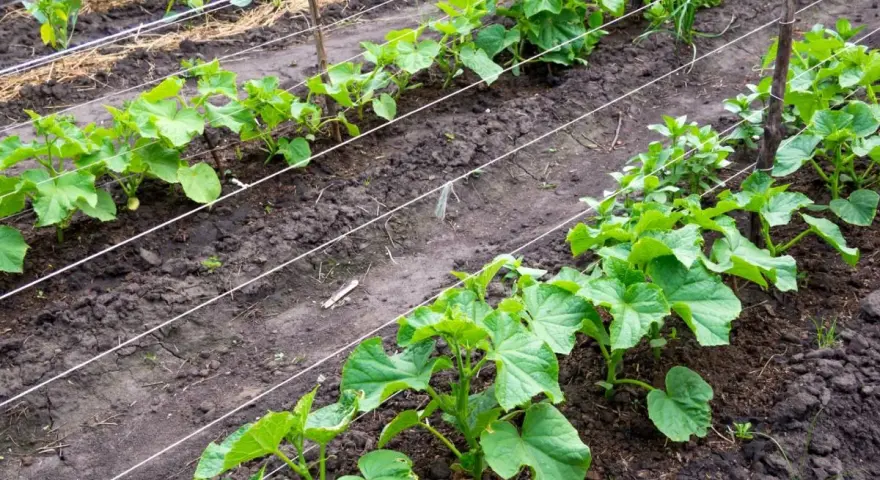 Rzędy młodych ogórków pnących się po sznurkach. Zastanawiasz się, co sadzić obok ogórków? W tle widać inne warzywa.