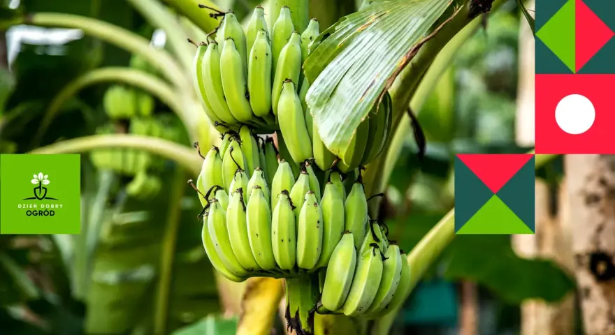 Zielony bananowiec kwiat z kiścią niedojrzałych bananów.