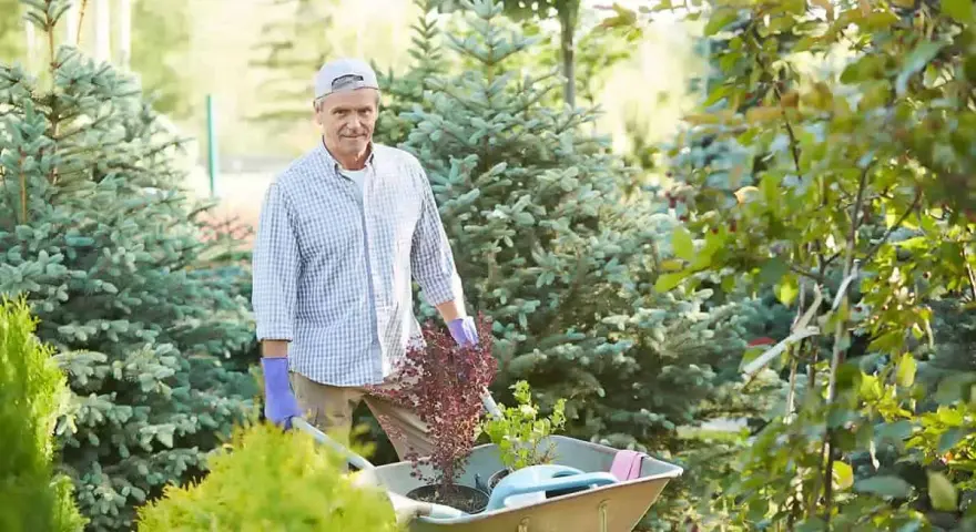 Starszy pan z taczką pełną roślin, gotowy do pracy w ogrodzie. Dobre gardening tips to podstawa pięknego ogrodu.
