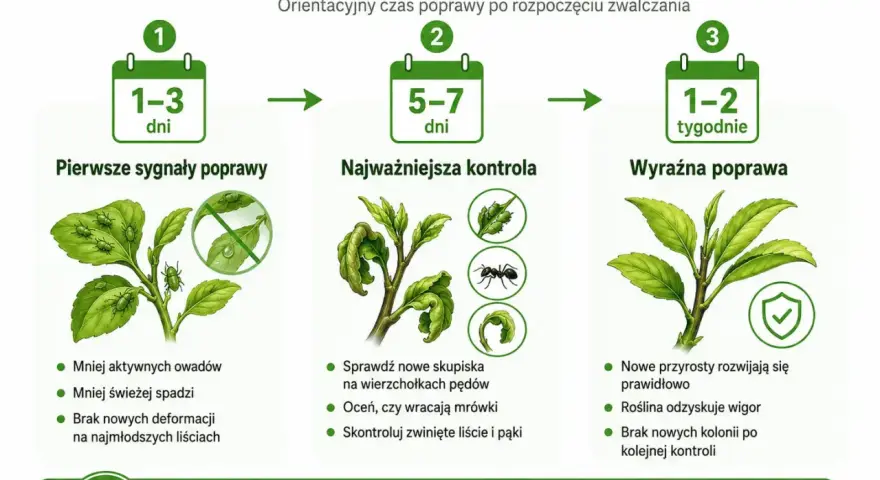 Grafika pokazuje, jak najskuteczniejszy preparat na mszyce działa w czasie: pierwsze sygnały poprawy po 1-3 dniach, kontrola po 5-7 dniach, a wyraźna poprawa po 1-2 tygodniach.