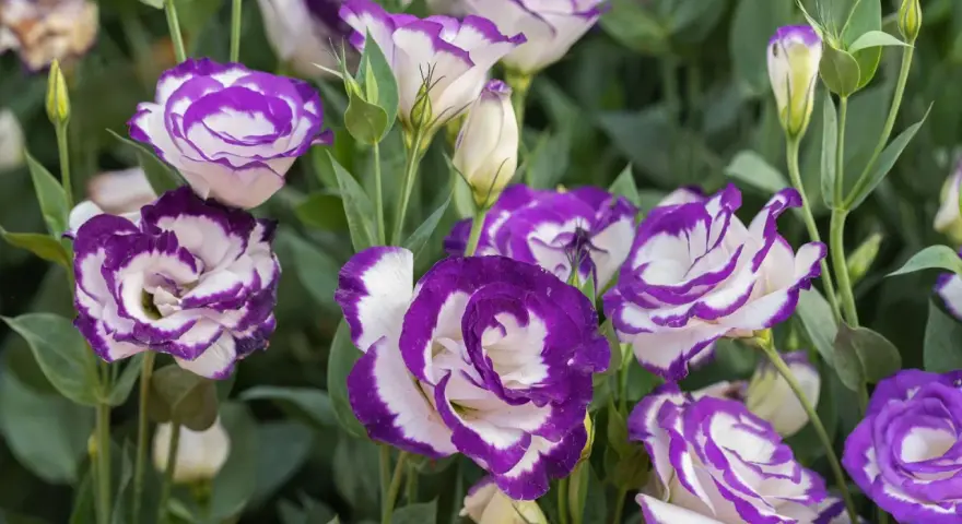 Urocza eustoma w doniczce, z białymi płatkami otoczonymi fioletową obwódką, tworzy piękny bukiet.