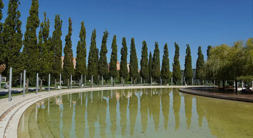 Rząd strzelistych, zimozielonych drzew kolumnowych odbija się w spokojnej tafli wody, tworząc malowniczy krajobraz.