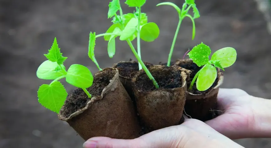 Młode sadzonki ogórków w doniczkach torfowych, gotowe do wysadzenia. Zastanawiasz się, jak długo wschodzą ogórki? Te małe roślinki to dowód, że cierpliwość popłaca!
