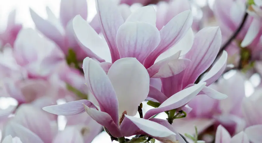 Delikatne, różowo-białe kwiaty magnolii, ukazujące piękno różnych odmian.
