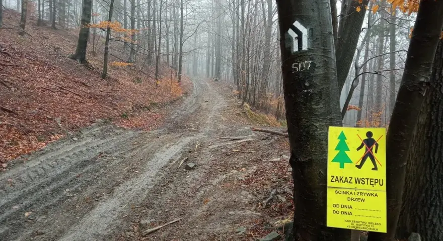 Mokry, błotnisty szlak w lesie jesienią. Na pierwszym planie pień drzewa z tabliczką "ZAKAZ WSTĘPU - ŚCINKA I ZRYWKA DRZEW" i znakami szlaku.