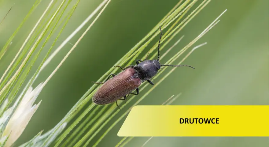 Brązowy owad, jeden z drutowców, wspina się po zielonych źdźbłach trawy.