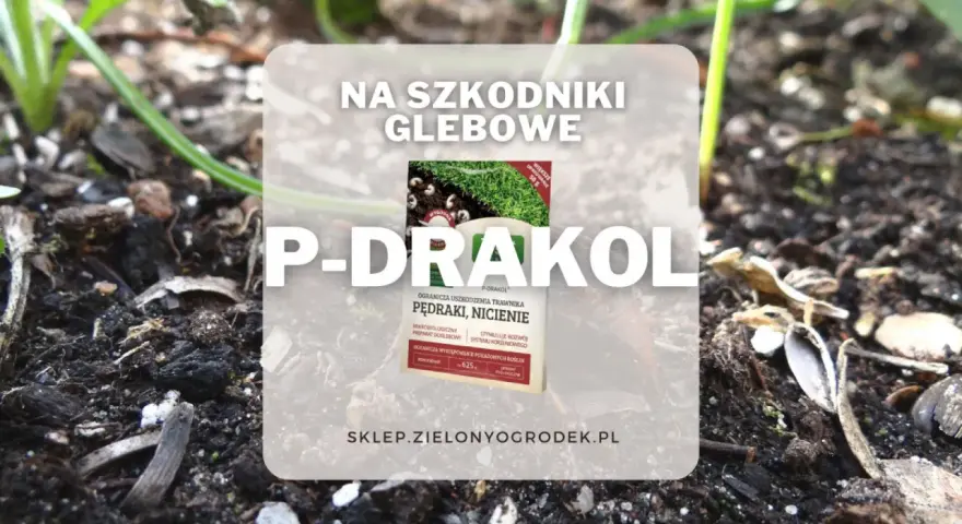 P-Drakol na szkodniki glebowe, chroni trawnik przed pędrakami i nicieniami. Preparat mikrobiologiczny.