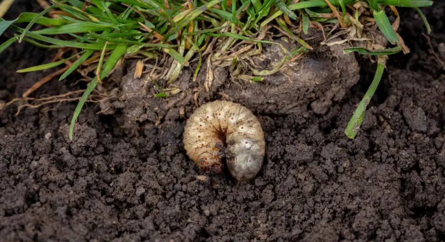 Gruba, biała larwa chrabąszcza majowego w ziemi, tuż pod trawą.