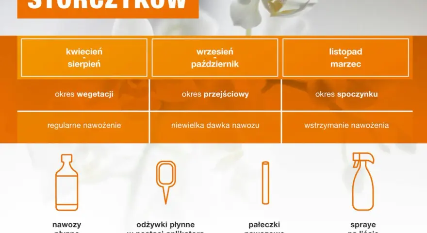 Tabela pokazuje, jak często podlewać storczyki w zależności od pory roku i fazy wzrostu. Odżywki płynne stosuj 1-2 razy tygodniu.