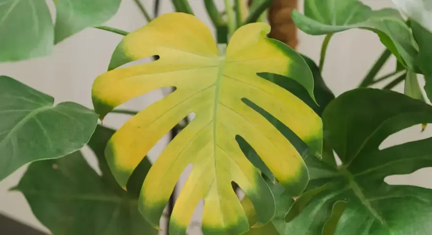 Monstera zżółkła, widoczna chloroza na liściu.