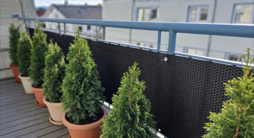 Rząd zielonych, stożkowatych roślin, przypominających tuje kuliste, w doniczkach na balkonie.