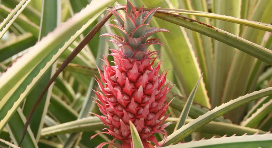 Czerwony, młody ananas z zielonymi liśćmi i kolcami.
