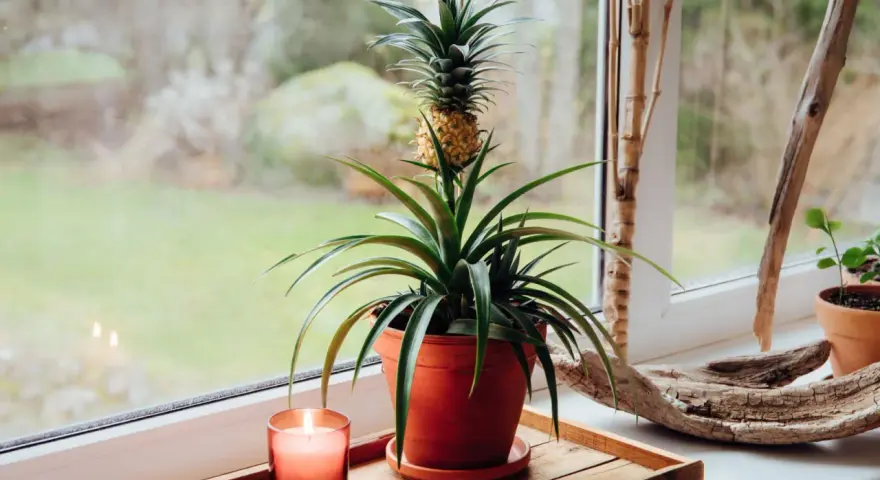 Mały ananas w doniczce na parapecie, obok świecy i kawałka drewna.