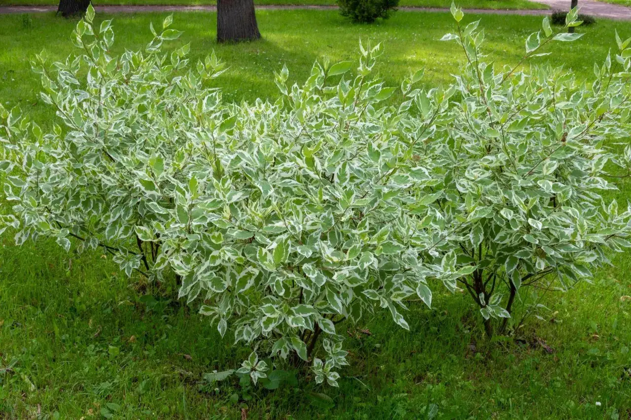 Gęsty, zielono-biały żywopłot z derenia białego tworzy naturalną barierę w ogrodzie.