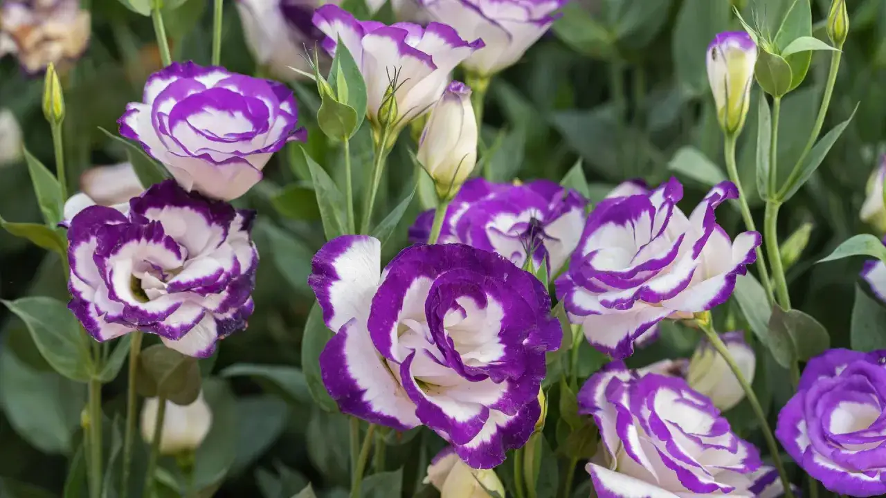 Urocza eustoma w doniczce, z fioletowo-białymi płatkami, tworzy bujną kompozycję.