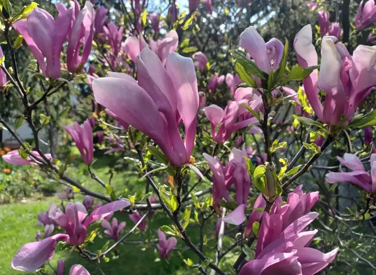 Piękne, różowe kwiaty magnolii rozkwitły, tworząc wiosenny obraz. Widać, kiedy kwitnie magnolia, w pełnej krasie.
