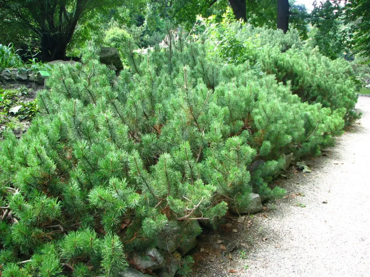 Gęsta, zielona kosodrzewina w ogrodzie, tworząca naturalną barierę wzdłuż kamienistej ścieżki.