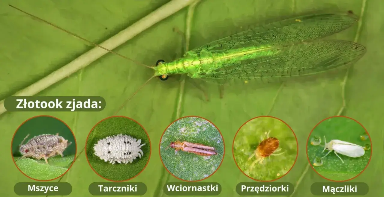 Zielony złotook, pożyteczny drapieżnik, zjada mszyce, tarczniki, wciornastki, przędziorki i mączliki.