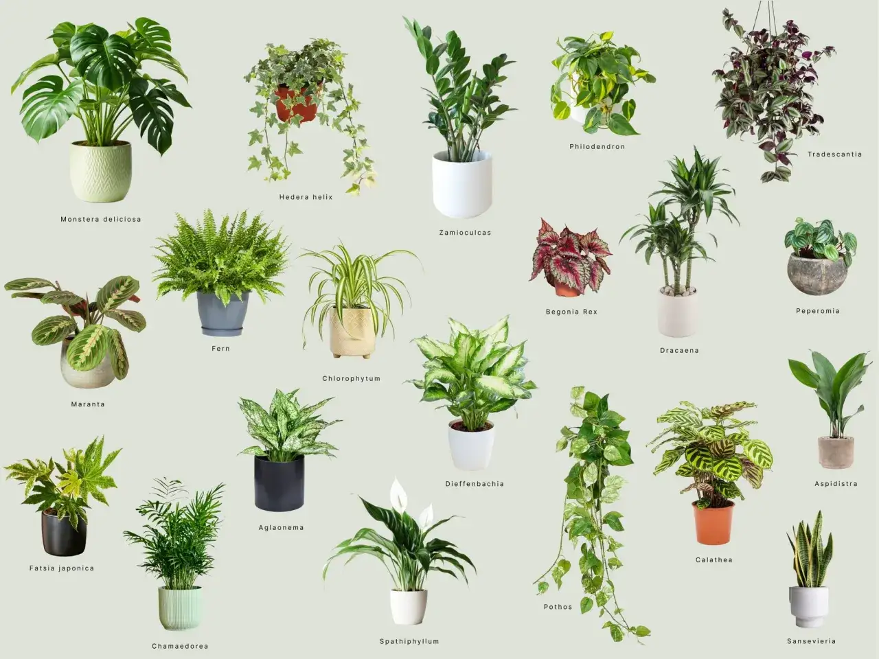 Kolekcja roślin doniczkowych cieniolubnych: Monstera, paproć, zamiokulkas, skrzydłokwiat i inne.