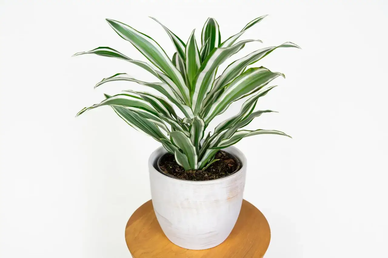 Dracena z białymi paskami na liściach. Jak dbać o tę roślinę, by pięknie rosła?