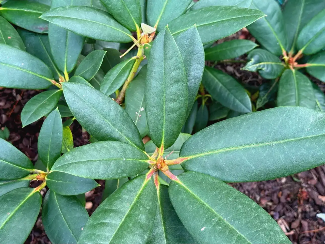 Gęste, ciemnozielone liście rododendrona, z widocznymi żyłkami i czerwonymi pąkami. Idealna ziemia do rododendronów zapewni im zdrowy wzrost.
