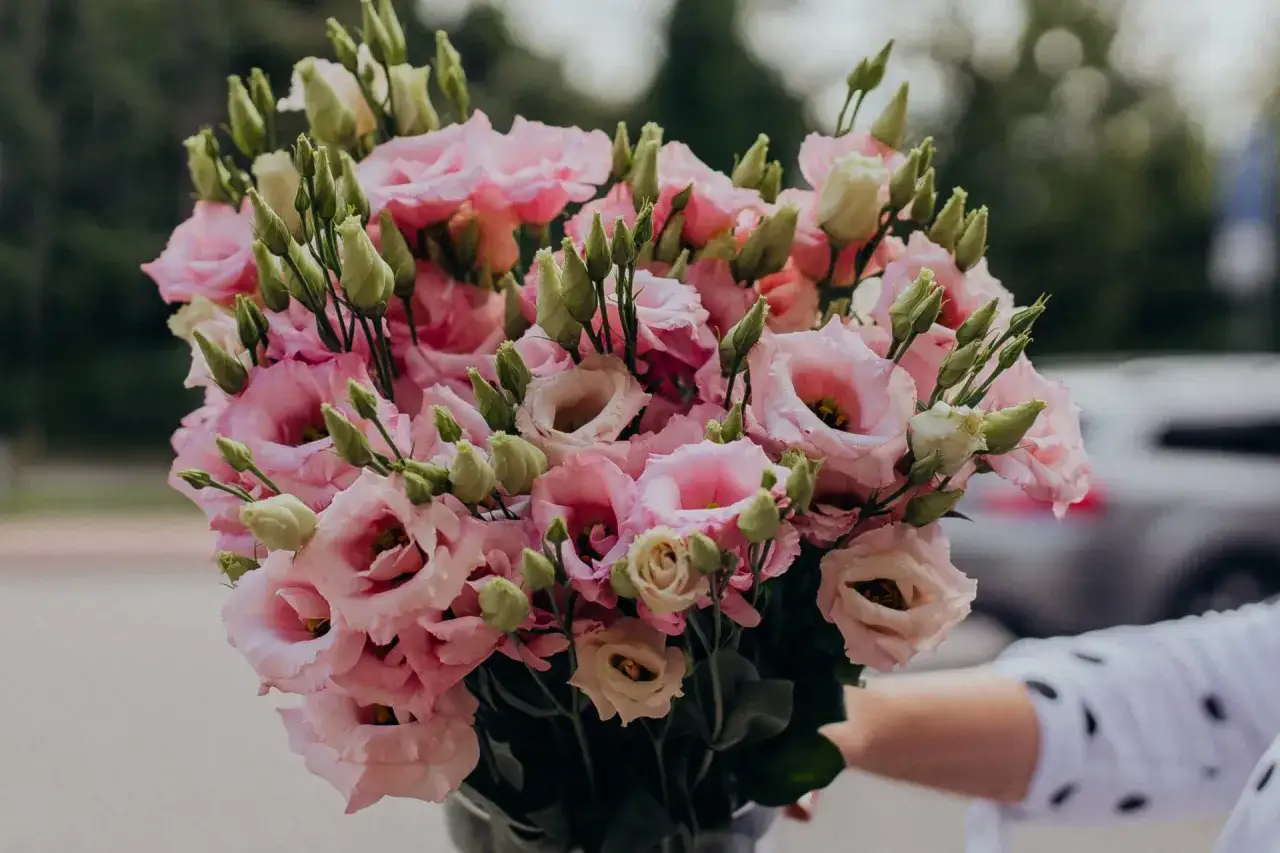 Piękny eustoma bukiet w odcieniach różu i bieli, z licznymi pąkami, gotowy do wręczenia.