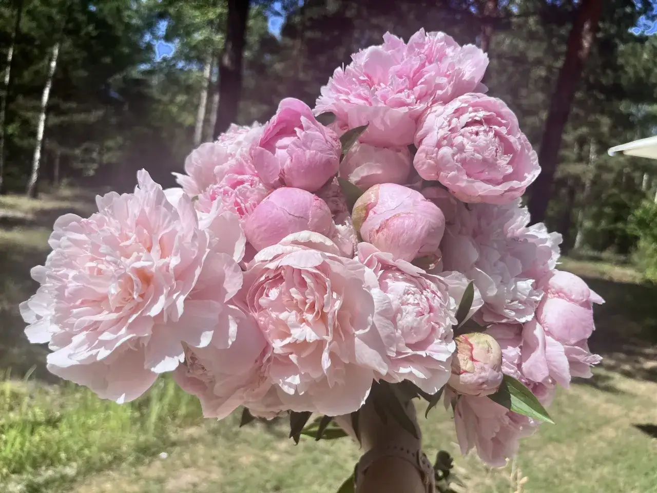 Piwonia Sarah Bernhardt w pełnym rozkwicie, jej delikatne, różowe płatki tworzą bujną kompozycję na tle zieleni.