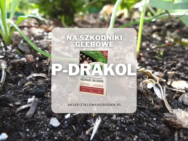 P-Drakol na szkodniki glebowe, chroni trawnik przed pędrakami i nicieniami. Preparat mikrobiologiczny.