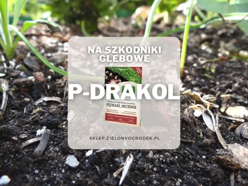 P-Drakol na szkodniki glebowe, chroni trawnik przed pędrakami i nicieniami. Preparat mikrobiologiczny.